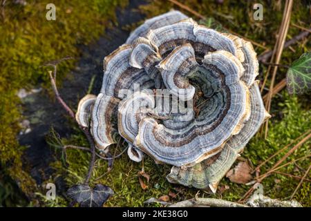 Baummoos und ein wunderschöner spiralförmiger Trametes versicolor (auch bekannt als Coriolus versicolor) Pilz auf einem Baumstumpf im Sapphire, North Carolina. (USA) Stockfoto