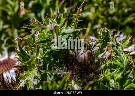 Carlina acaulis blüht auf der Wiese Stockfoto