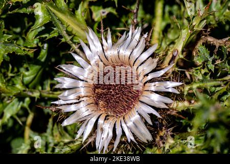 Carlina acaulis blüht auf der Wiese Stockfoto