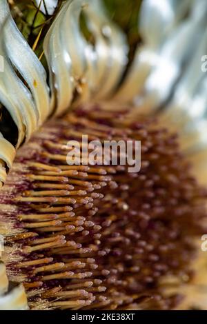 Carlina acaulis blüht auf der Wiese Stockfoto