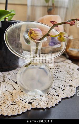 Schießen einer Orchidee mit ungeöffneten Knospen in einer Wasservase Stockfoto