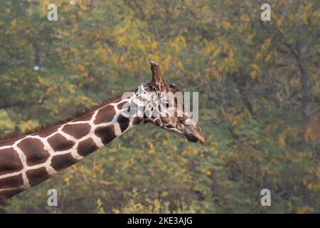 Giraffe gegen die Bäume Stockfoto