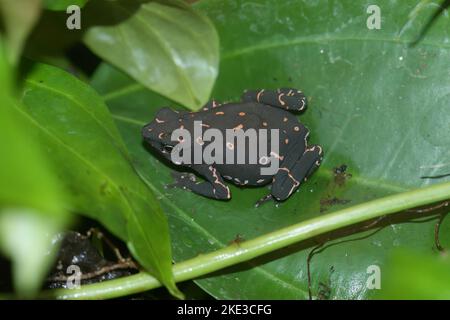 Farbenfrohe Nahaufnahme des farbenfrohen und gefährdeten violetten fluoreszierenden Frosches, Atelopus barbotoni Stockfoto