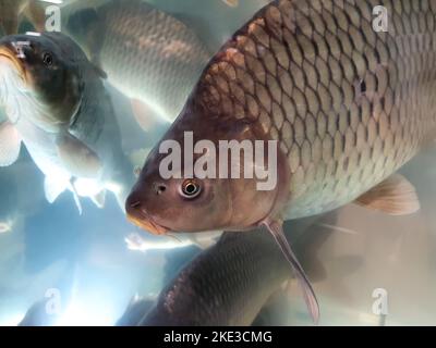 Eine Menge Karpfen im Supermarkt oder Fischgeschäft Aquarium. Ein Karpfen schaut uns an. Nahaufnahme. Stockfoto