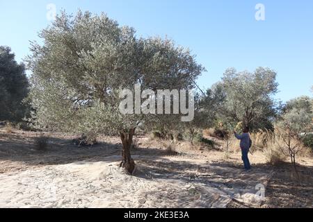 Blick auf einen Olivenhain zur Zeit der Olivenlese in der Türkei. Schön ist eingerichtet, um die Oliven zu fangen. Die alten Olivenbäume befinden sich in Izmir Stockfoto
