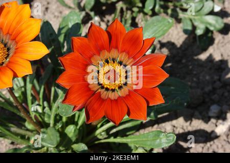 Blume der Schatzblume (Gazania splendens „New Day Bronze“). Stockfoto