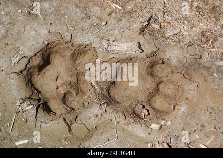 Puma Tracs Bolivianischen Dschungle Abenteuer wildlive frisch Stockfoto