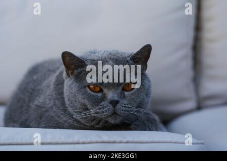 Eine große graubraune Katze mit großen braunen Augen liegt auf einem hellgrauen Sofa Stockfoto