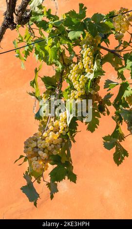 Weinrebe mit grünen Blättern und Trauben weißer Trauben, die an sonnigen Tagen an einer leuchtend orangefarbenen Wand hängen Stockfoto