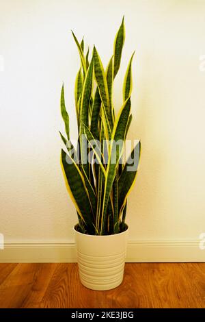 Bogen Hanf in weißen Blumentopf auf Holzboden. Weißer Hintergrund. Pflegeleichte Pflanze. Sansevieria Stockfoto