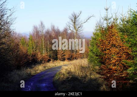 Landschaft auf dem Wanderweg rund um den Sorpesee im Sauerland Stockfoto