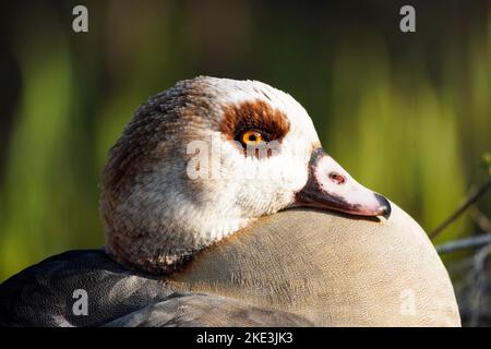 Porträt einer ägyptischen Gans. Vogel-Nahaufnahme. Alopochen aegyptiaca. Stockfoto