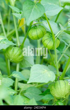 Tomatillo Verde, mexikanische Husktomate, Physalis Ixocarpa, Husktomate, mexikanische Erdkirsche, Großblühiger Tomatillo Stockfoto