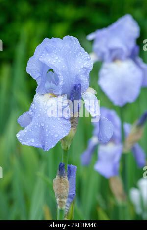 Iris „Jane Phillips“, große bärtige Iris mit blassen malvenblühenden Blüten Stockfoto