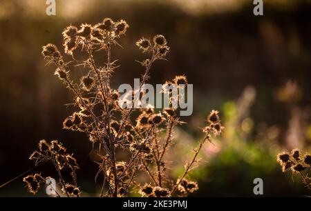 Stuttgart, Deutschland. 10.. November 2022. Burdocks (Arctium) werden am frühen Morgen von der Sonne beleuchtet. Heute bekommen vor allem der Westen und der Süden mehr Sonne, im Norden und Osten ziehen Wolken durch. Quelle: Christoph Schmidt/dpa/Alamy Live News Stockfoto