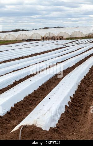 Landwirtschaftliches Vlies, das in Fife, Schottland, gesät wird Stockfoto