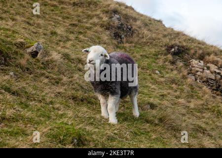 Ein Seengebiet herdwick Schafe im November Stockfoto