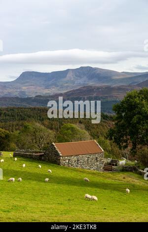 Eine walisische Steinscheune in der Nähe von Barmouth mit Cader Idris im Hintergrund. Stockfoto