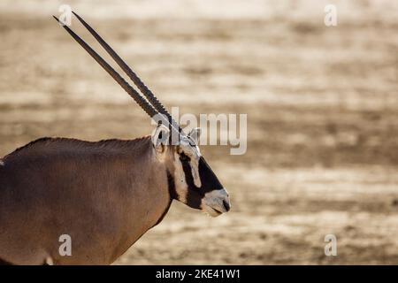 Südafrikanisches Oryx-Porträt im Kgalagadi Transfrontier Park, Südafrika; Artie Oryx gazella Familie der Bovidae Stockfoto