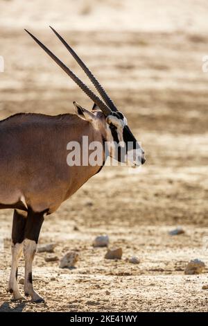 Südafrikanisches Oryx-Porträt im Kgalagadi Transfrontier Park, Südafrika; Artie Oryx gazella Familie der Bovidae Stockfoto