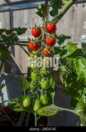 Nahaufnahme von Truss aus Tomaten aus Weintrauben Apero, die im Sommer in einem heimischen Gewächshaus reifen England Großbritannien Stockfoto