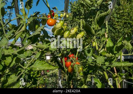 Truss aus Tomaten mit Kirschpflaumen und Weintrauben Apero, die im Sommer in einem heimischen Gewächshaus reifen England Vereinigtes Königreich GB Großbritannien Stockfoto