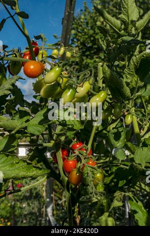 Nahaufnahme eines Risses von Tomaten aus Kirschpflaumen, Apero, der im Sommer in einem Gewächshaus reift, England Vereinigtes Königreich GB Großbritannien Stockfoto