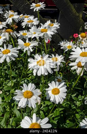 Nahaufnahme von marguerite marguerites weiße Ochsenauge Gänseblümchen Blumen blühen im Garten im Sommer England Großbritannien wachsen Stockfoto