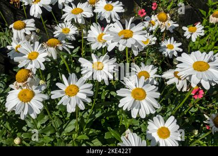 Nahaufnahme von marguerite marguerites weiße Ochsenauge Gänseblümchen Blumen blühen im Garten im Sommer England Großbritannien wachsen Stockfoto