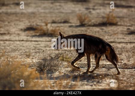 Braune Hyäne, die im Shrobland im Kgalagadi Transfrontier Park, Südafrika, hinterleuchtet ist; specie Parahyena brunnea Familie von Hyaenidae Stockfoto