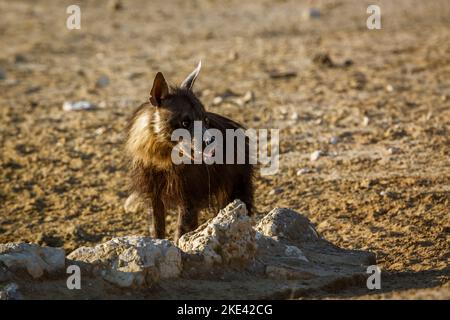 Braune Hyäne am Wasserloch im Kgalagadi Transfrontier Park, Südafrika; specie Parahyena brunnea Familie von Hyaenidae Stockfoto