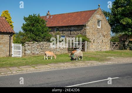 Schafe grasen am Rande des Dorfes Hütten Bauernhaus im Sommer Goathland North York Moors National Park North Yorkshire England Großbritannien Stockfoto