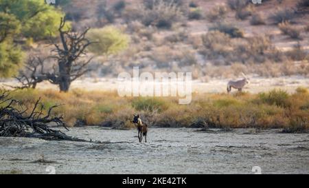 Braune Hyäne entfernt in der Landschaft in Kgalagadi Grenzübergangspark, Südafrika; specie Parahyena brunnea Familie von Hyaenidae Stockfoto