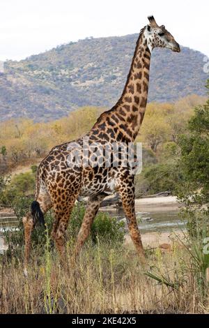 Ein großer Mann der Masai Giraffe wandert am Ufer des Ruaha River entlang. Giraffen verbringen einen Großteil der Zeit allein und Männchen decken große Entfernungen auf der Suche ab Stockfoto