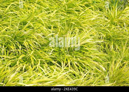 Hakonechloa macra All Gold, Hakonechloa macra Ogon, Halbimmergrün, gelb gefärbtes Gras. Stockfoto