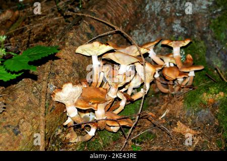 Pilz, Armilaria mellea, Honigpilz, Nahaufnahme, Pilzhaufen im Wald Stockfoto