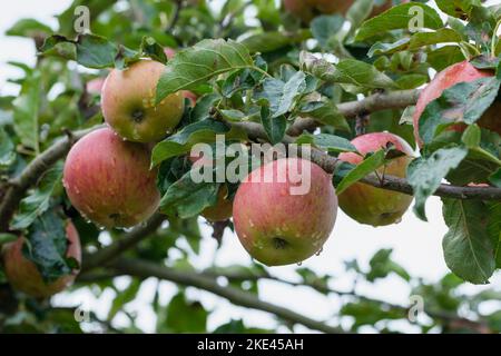 Malus domestica Jupiter, Apfel Jupiter, essbare Frucht wächst auf Baum Stockfoto