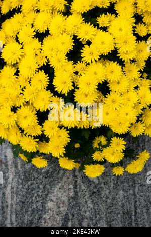 Ein Bouquet aus gelben, winzigen Chrysanthemen. Das Foto wurde unter natürlichen Lichtbedingungen aufgenommen. Stockfoto