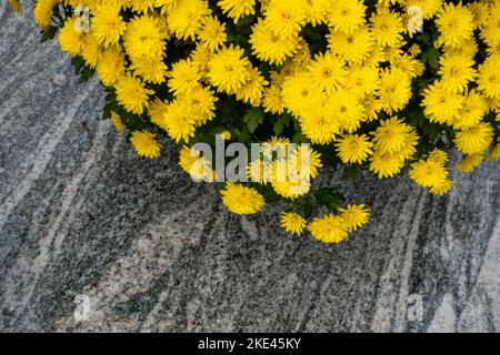 Ein Bouquet aus gelben, winzigen Chrysanthemen. Das Foto wurde unter natürlichen Lichtbedingungen aufgenommen. Stockfoto