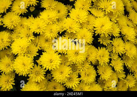 Ein Bouquet aus gelben, winzigen Chrysanthemen. Das Foto wurde unter natürlichen Lichtbedingungen aufgenommen. Stockfoto