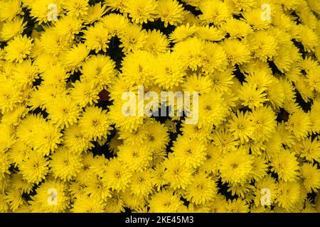 Ein Bouquet aus gelben, winzigen Chrysanthemen. Das Foto wurde unter natürlichen Lichtbedingungen aufgenommen. Stockfoto