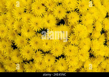 Ein Bouquet aus gelben, winzigen Chrysanthemen. Das Foto wurde unter natürlichen Lichtbedingungen aufgenommen. Stockfoto