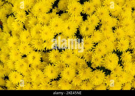 Ein Bouquet aus gelben, winzigen Chrysanthemen. Das Foto wurde unter natürlichen Lichtbedingungen aufgenommen. Stockfoto