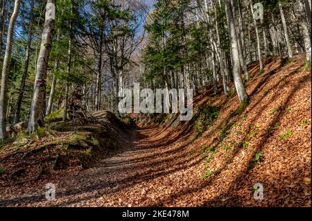 Der Weg, der zum Gipfel des Monte Penna führt, bedeckt mit herbstlichen Blättern, Badia Prataglia, Arezzo, Italien Stockfoto