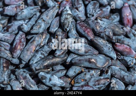 Frische blaue Geißblatt, auch als Honigbeere bekannt, ein Hintergrund von blauen Beeren mit grünen Blättern. Modische Tönung. Stockfoto