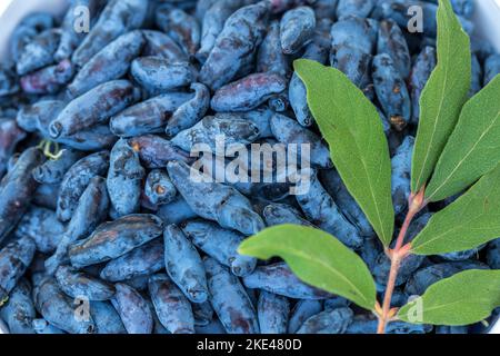 Frische blaue Geißblatt, auch als Honigbeere bekannt, ein Hintergrund von blauen Beeren mit grünen Blättern. Modische Tönung. Stockfoto