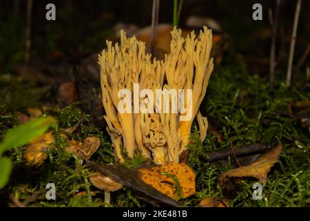 Nahaufnahme eines Korallenpilzes im Wald, auch Ramaria aurea oder Ziegenbart genannt Stockfoto