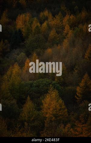 Eine vertikale Aufnahme von bunten Bäumen im Wald. Wunderschöne Herbstlandschaft. Stockfoto
