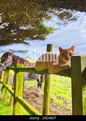 Eine vertikale Aufnahme einer orange gestromten Katze, die auf dem gelben Zaun in der Tierfarm sitzt Stockfoto