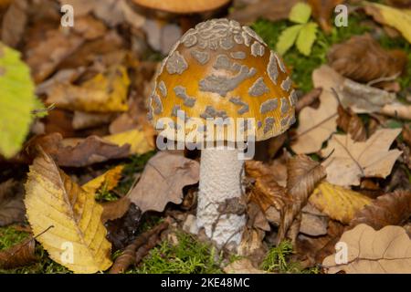 Panther Cap Pilz im Wald, auch Amanita pantherina oder Pantherpilz genannt Stockfoto